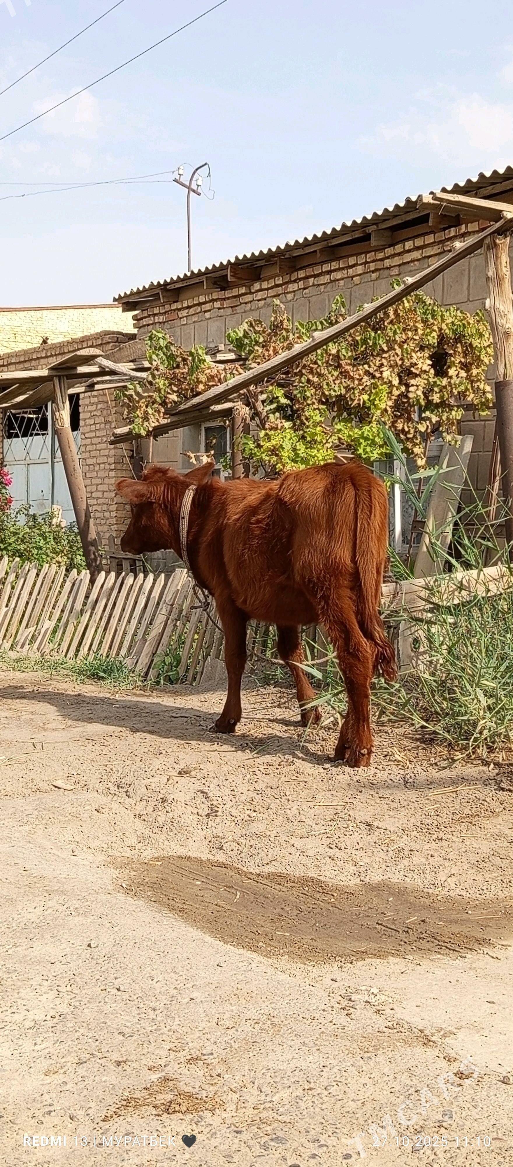 Höjekli sygyr - Туркменабат - img 6