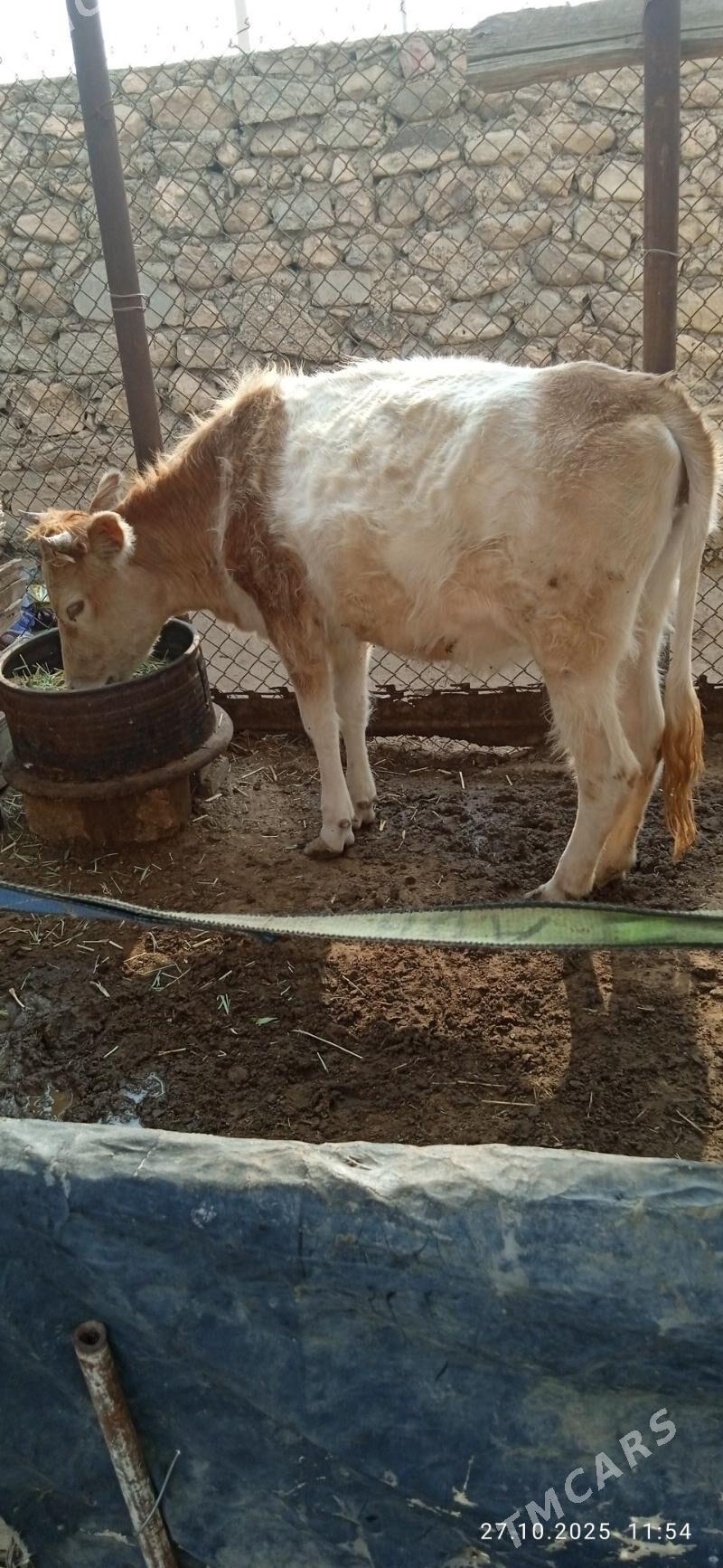 gaçar - Jebel - img 2