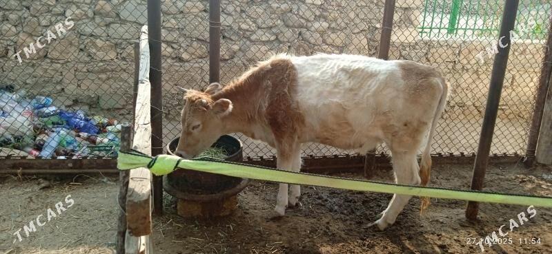 gaçar - Jebel - img 3