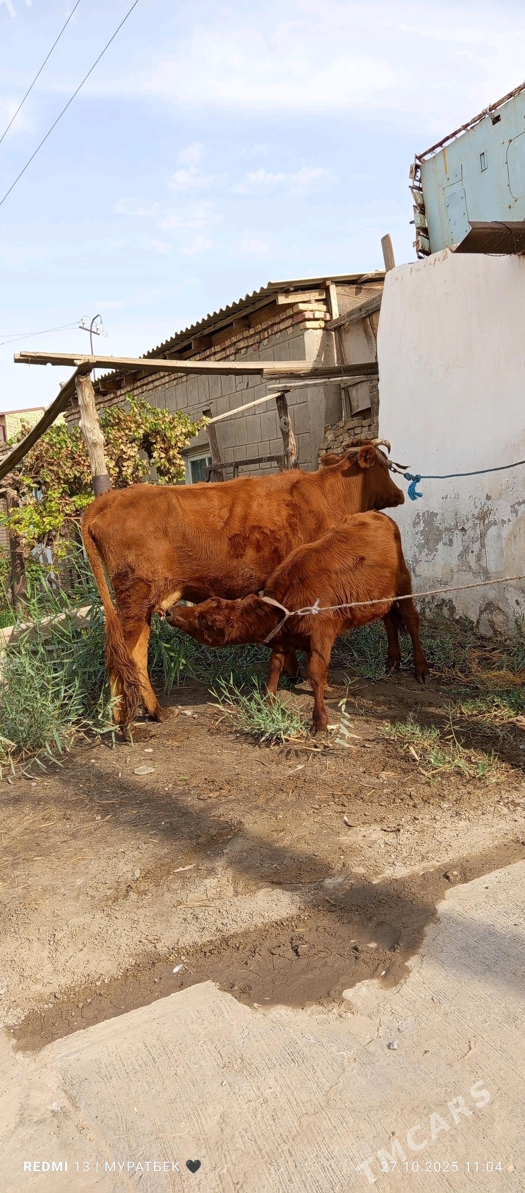 Höjekli sygyr - Туркменабат - img 9