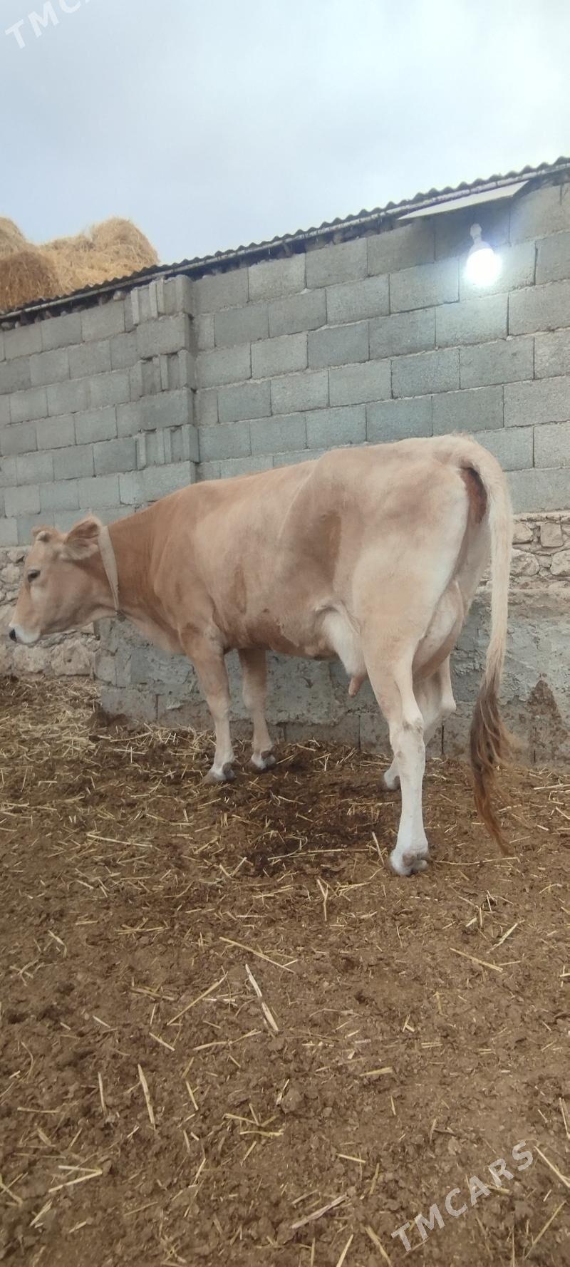 goleli sigir - Balkanabat - img 2