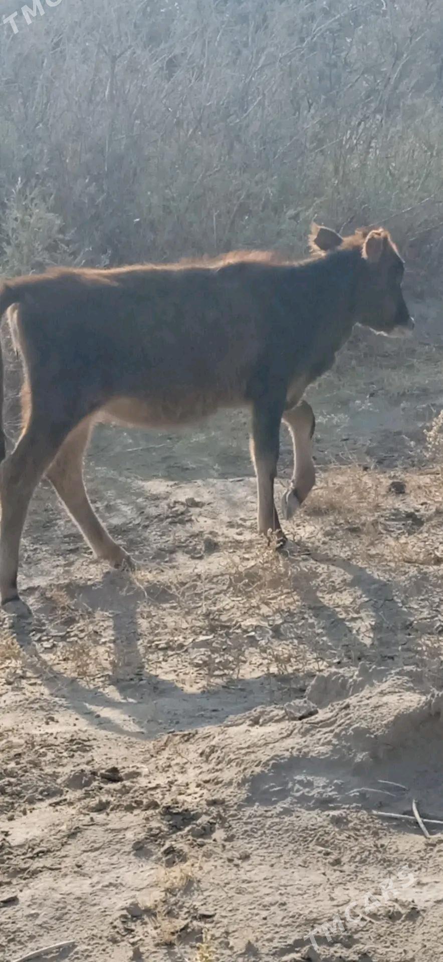 sygyr - Гумдаг - img 2