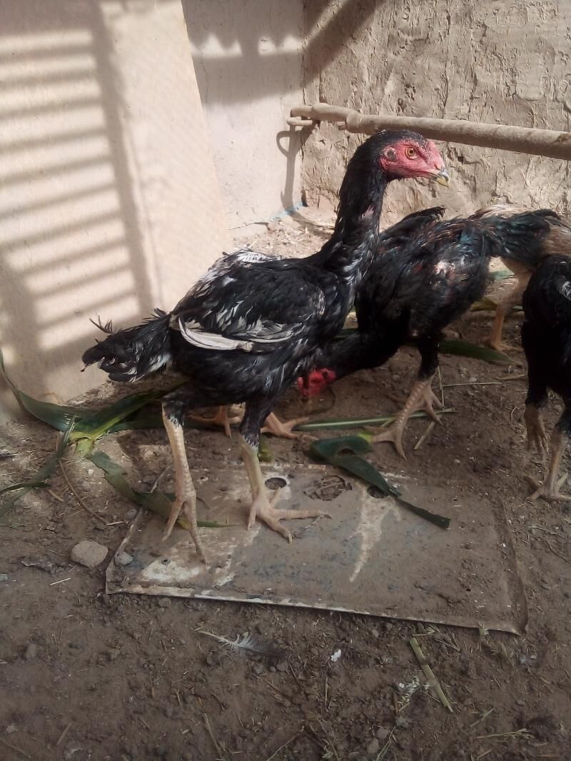 жужа.хоразлар - Дашогуз - img 6