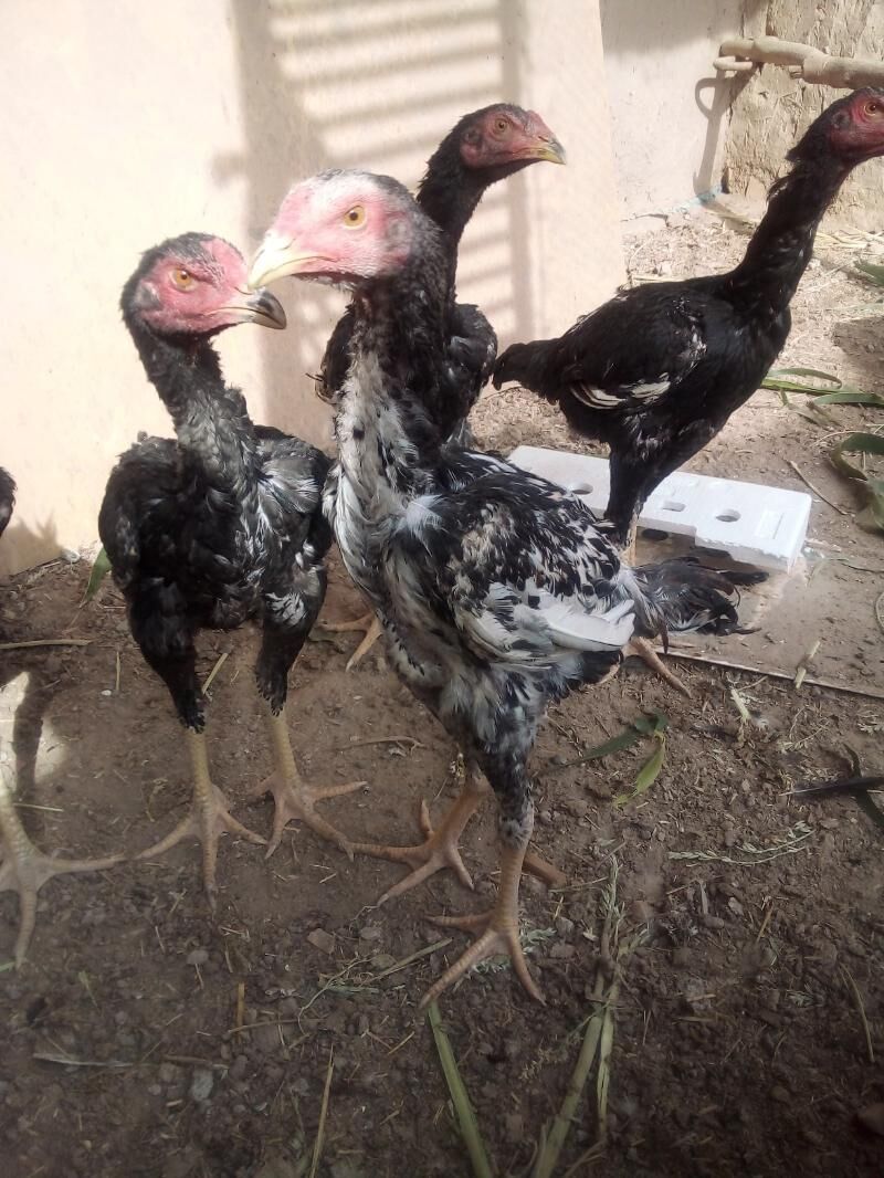 жужа.хоразлар - Дашогуз - img 5