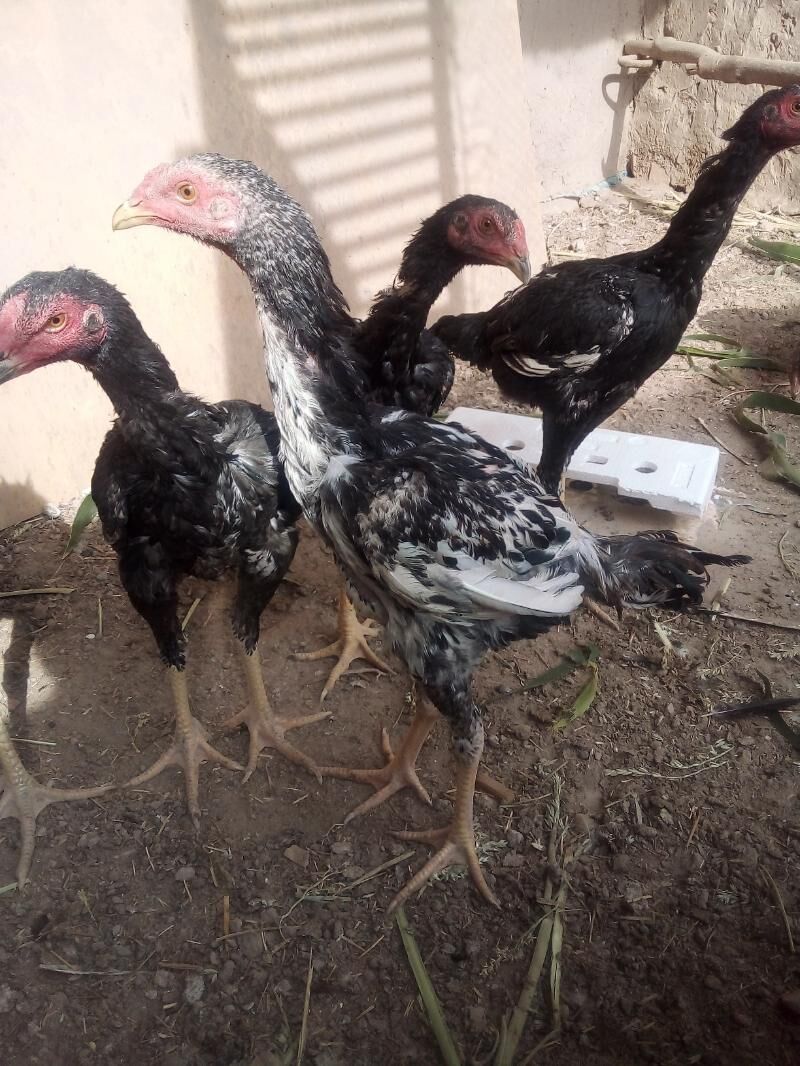 жужа.хоразлар - Дашогуз - img 3