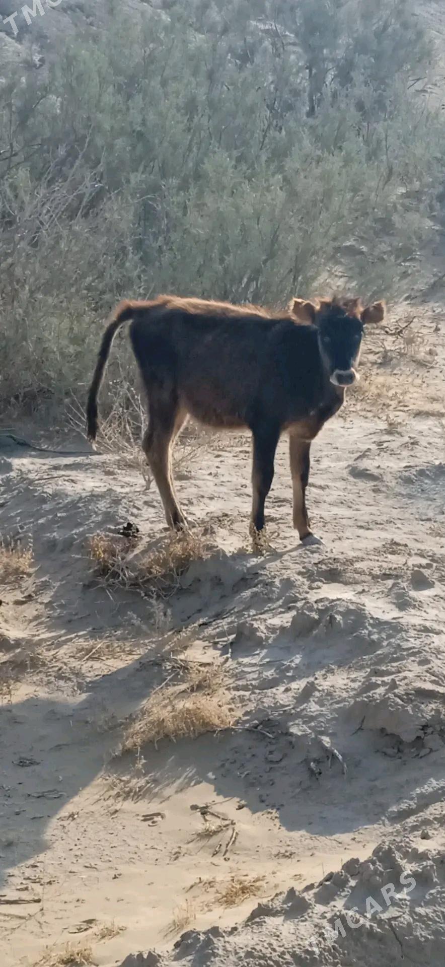 sygyr - Гумдаг - img 3