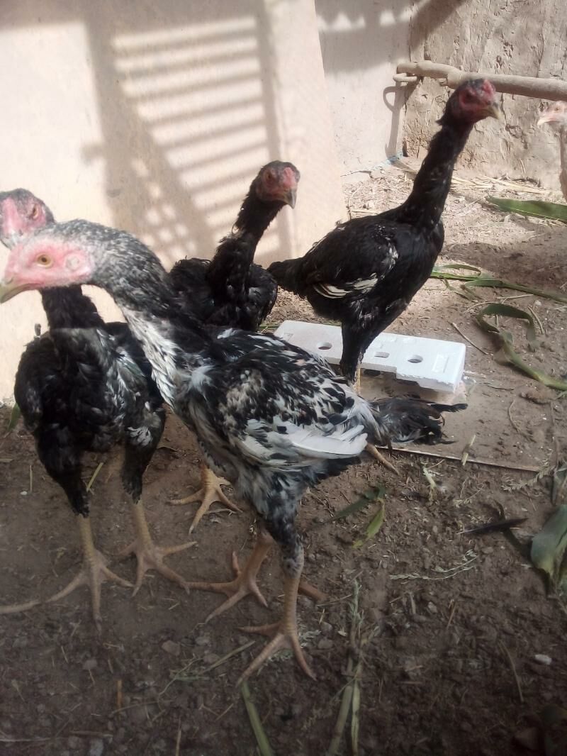 жужа.хоразлар - Дашогуз - img 4