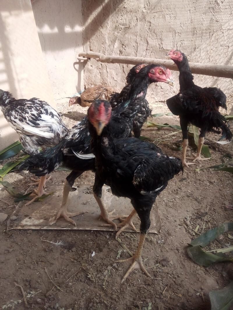 жужа.хоразлар - Дашогуз - img 7