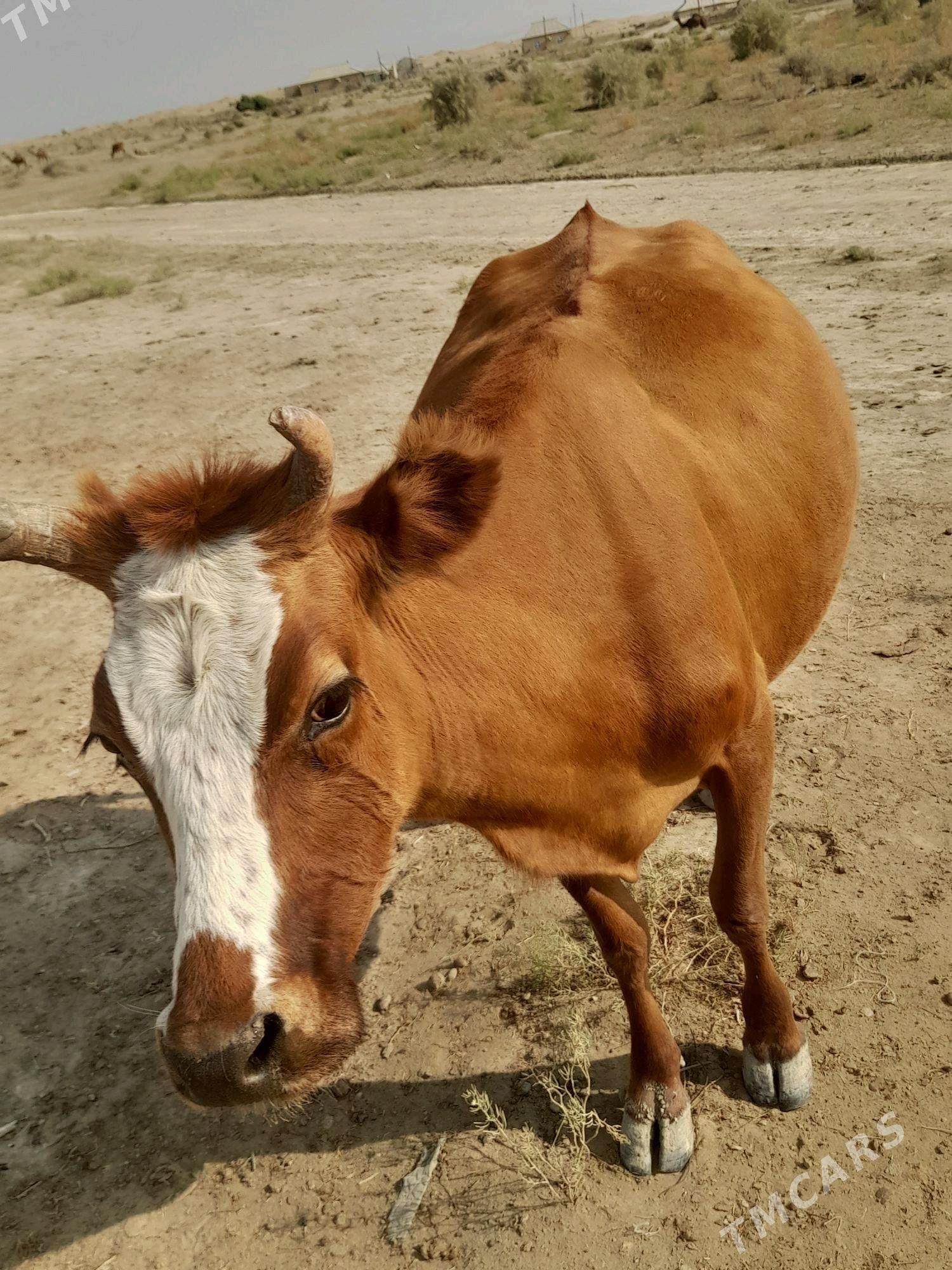 sygyr - Гумдаг - img 4