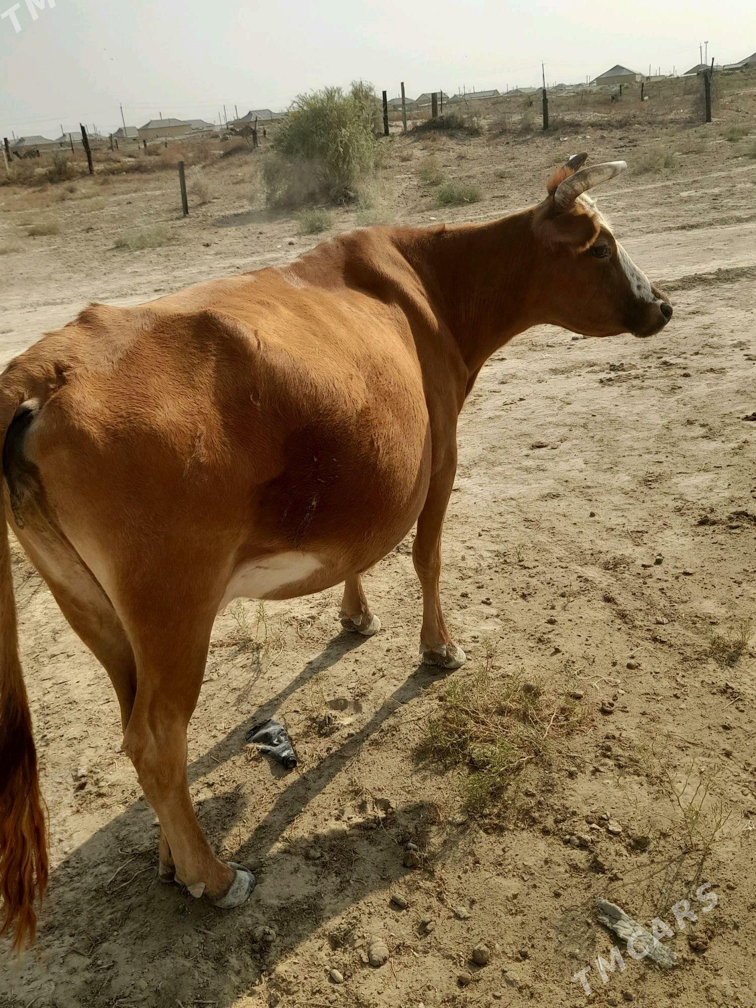 sygyr - Гумдаг - img 5