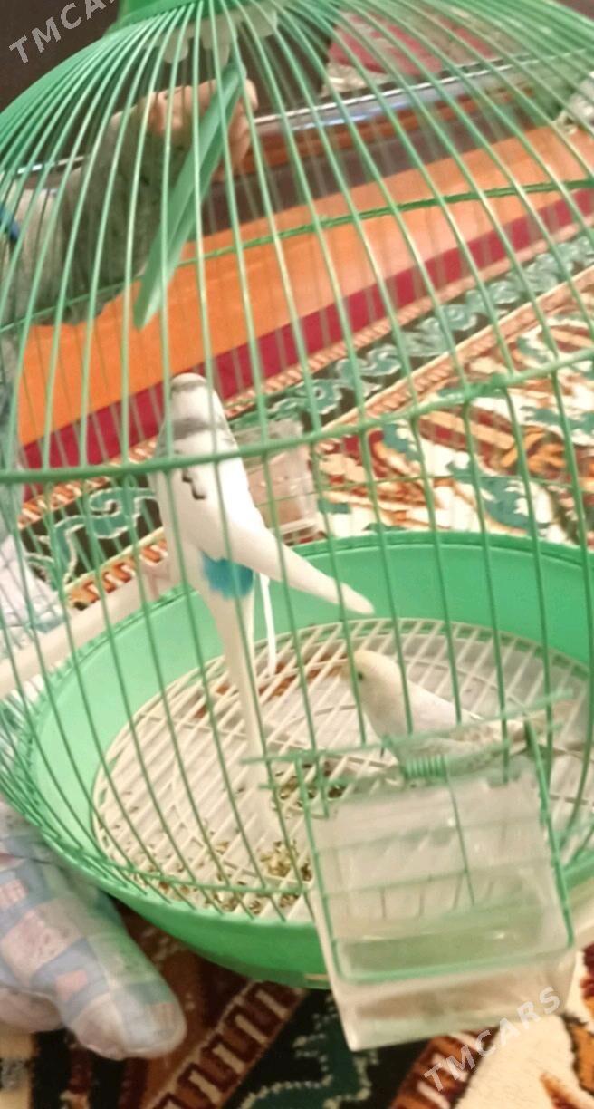 клетка для попугая - Mary - img 1