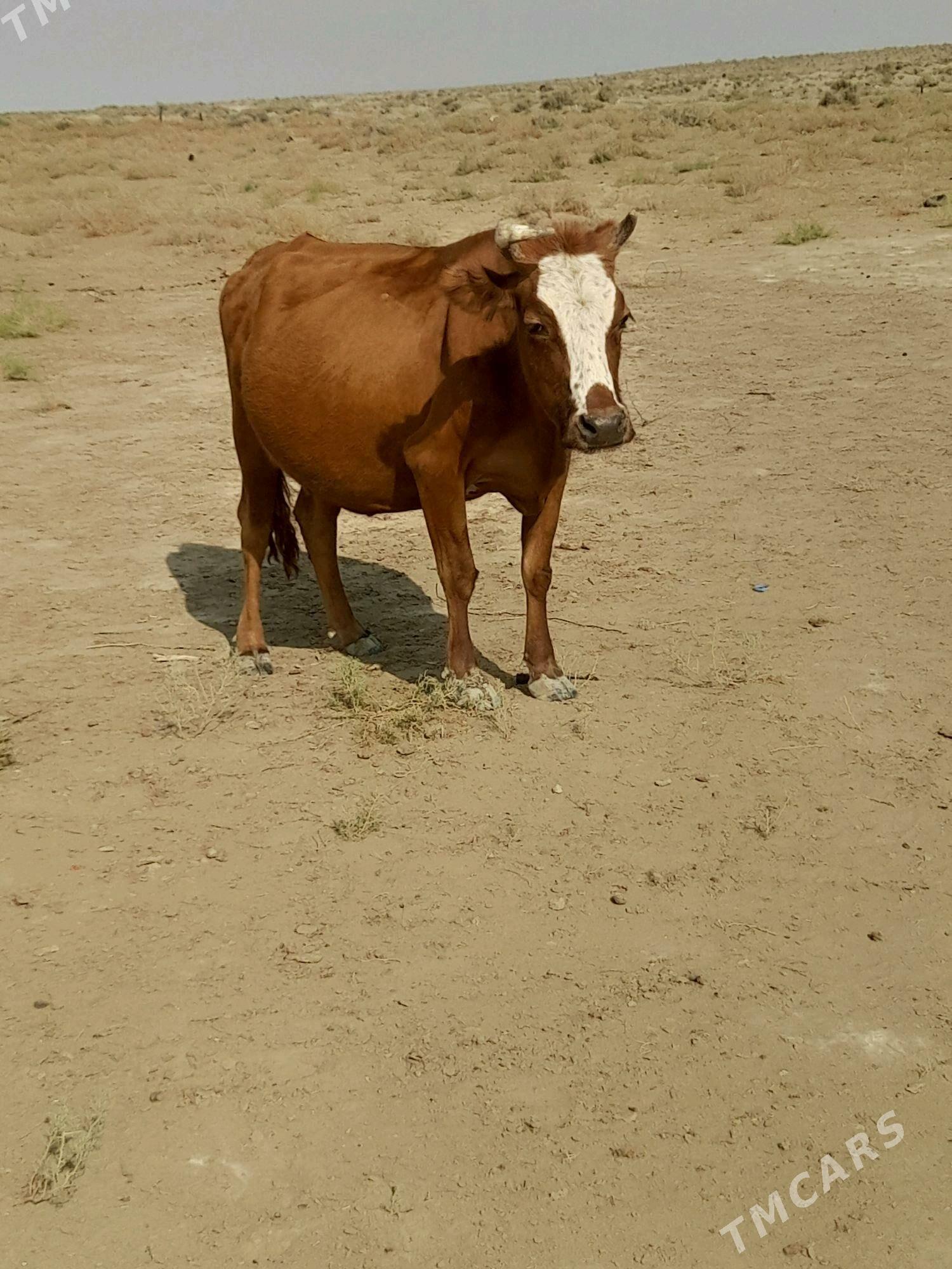 sygyr - Гумдаг - img 8