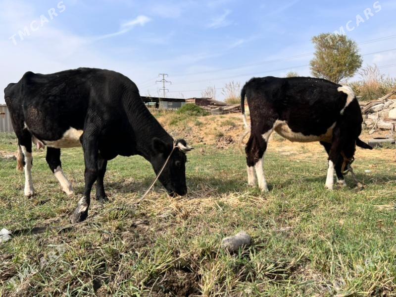 sygyr - Türkmenabat - img 1