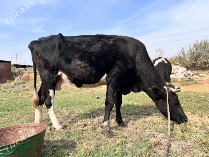 sygyr - Türkmenabat - img 3