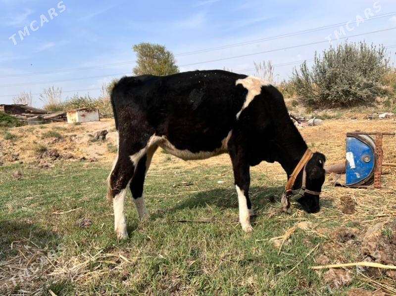 sygyr - Türkmenabat - img 2