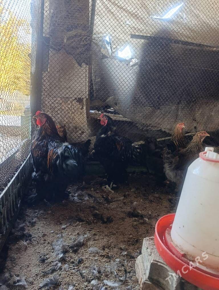 Brama towuk - Çoganly - img 2