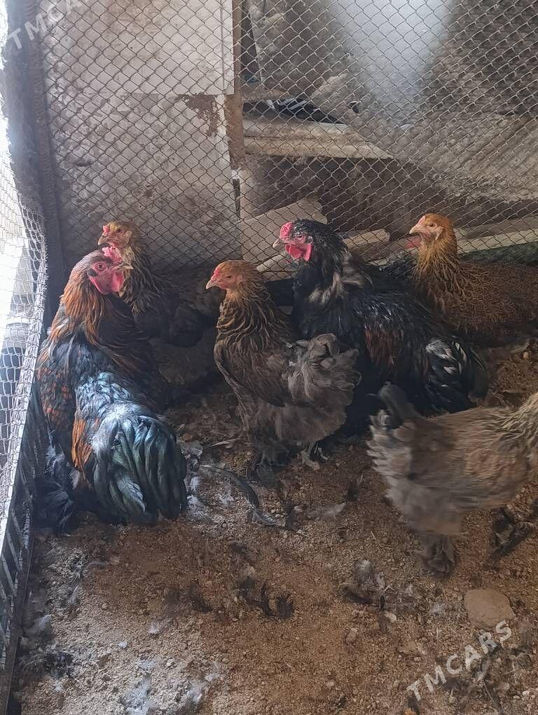 Brama towuk - Çoganly - img 3