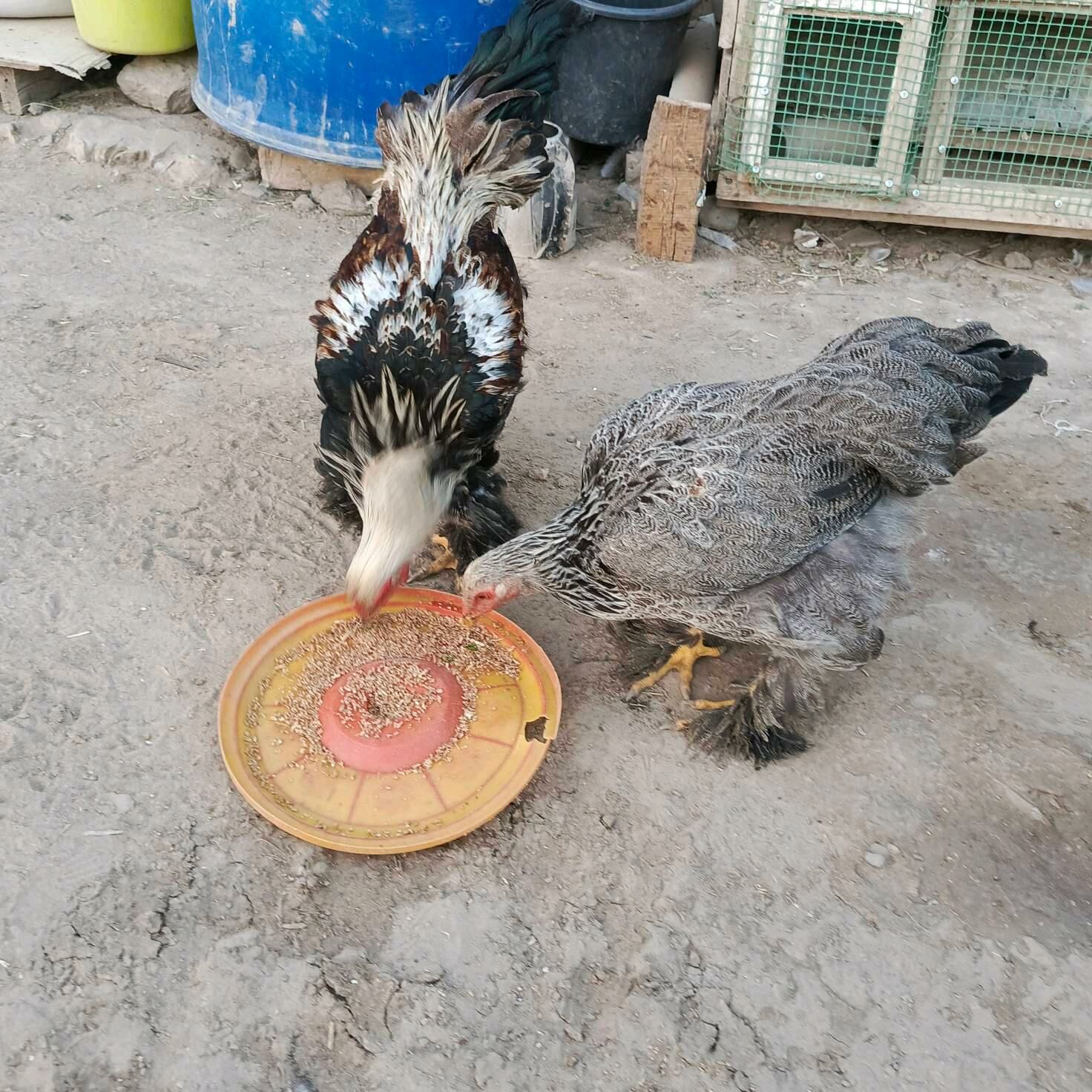 Brama jüýje - Mary - img 4