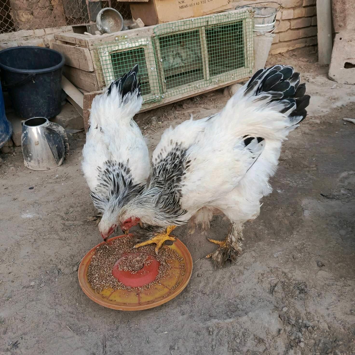 Brama jüýje - Mary - img 5