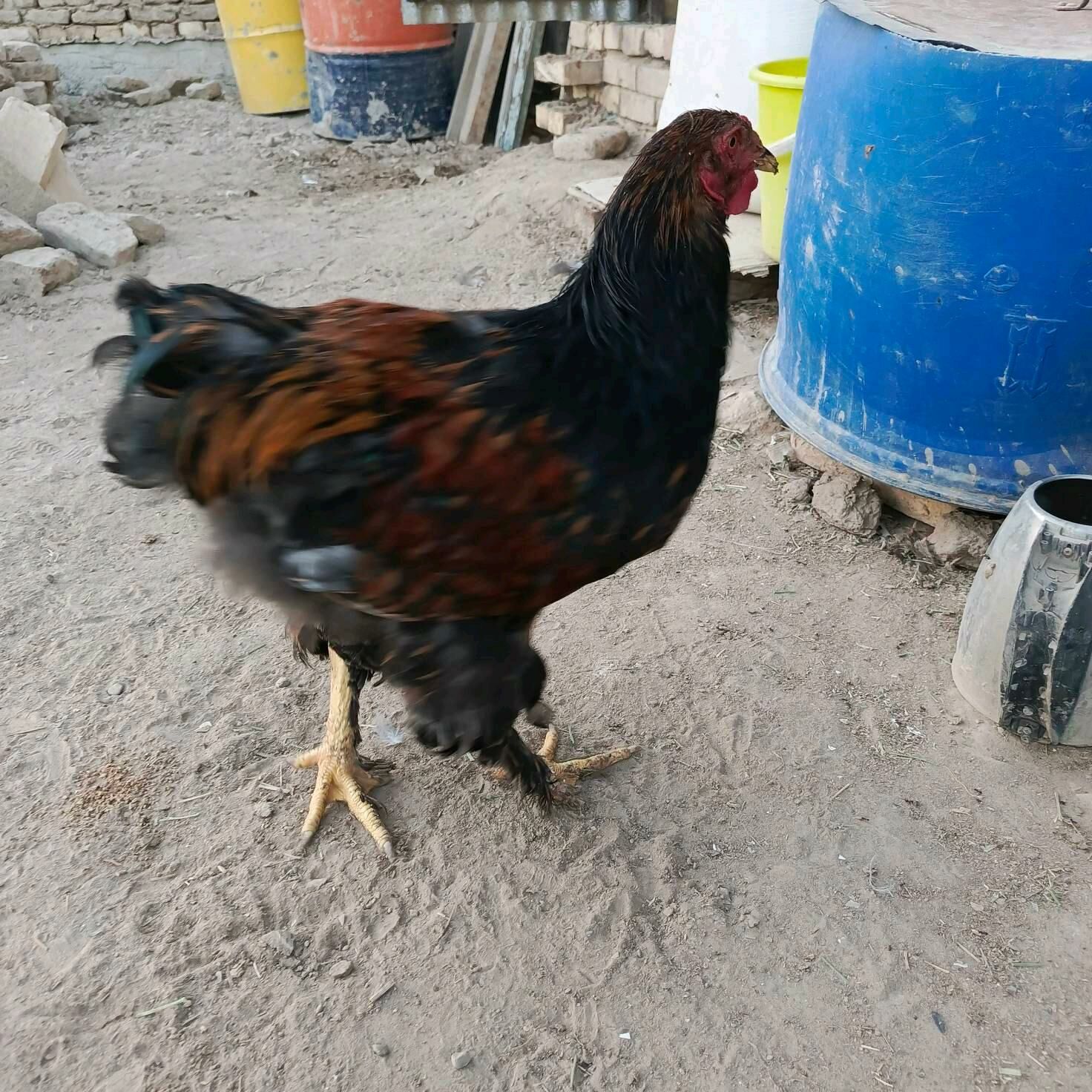 Brama jüýje - Mary - img 6