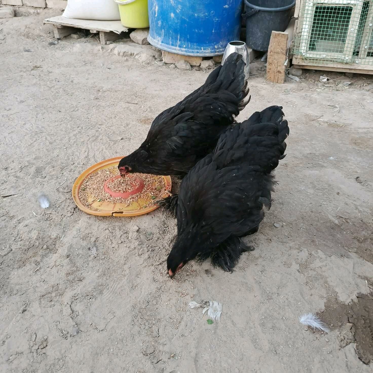 Brama jüýje - Mary - img 7