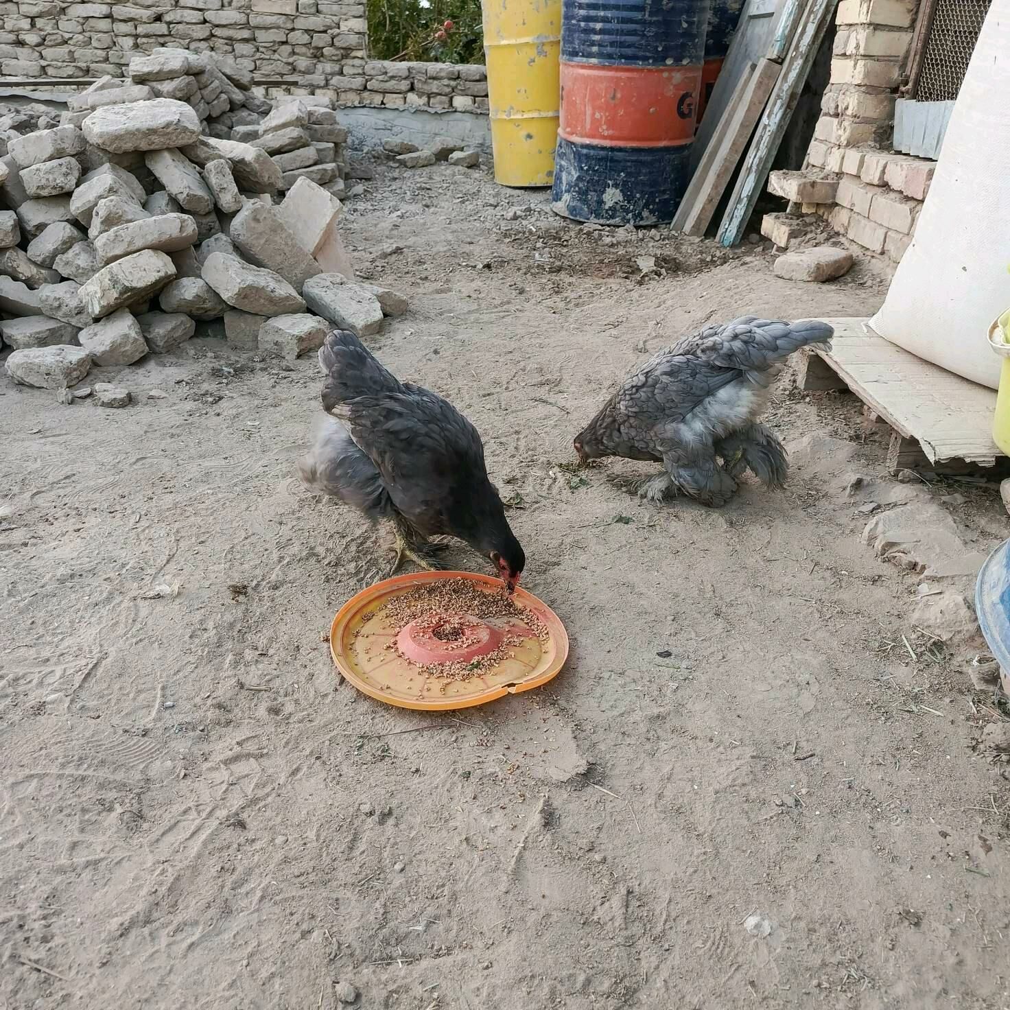 Brama jüýje - Mary - img 2