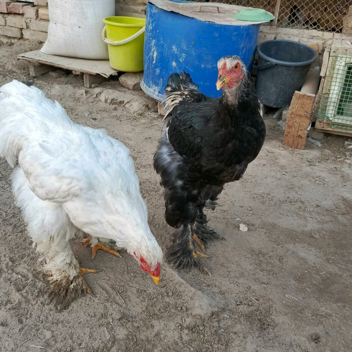 Brama jüýje - Mary - img 3