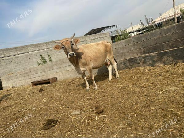 goleli sygyr - Bäherden - img 4