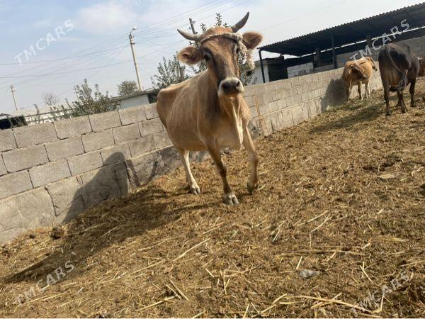 goleli sygyr - Bäherden - img 5