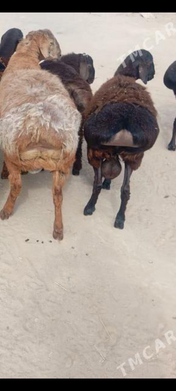 gisar issek goc - Ашхабад - img 3