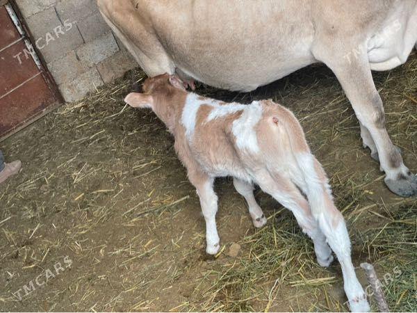 goleli sygyr - Bäherden - img 3