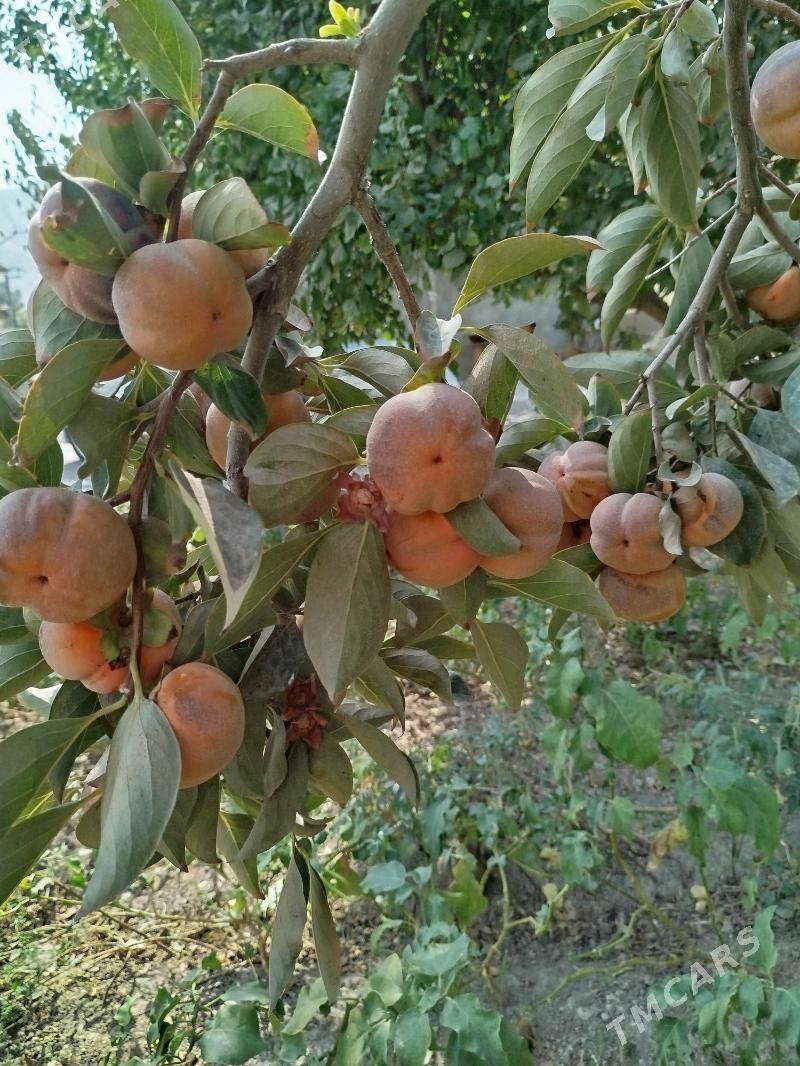 Gökdepe Jaý - Гёкдепе - img 4