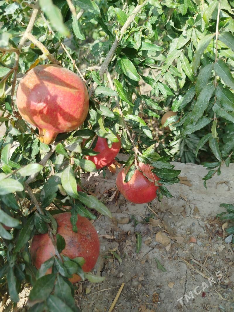 Gökdepe Jaý - Гёкдепе - img 5