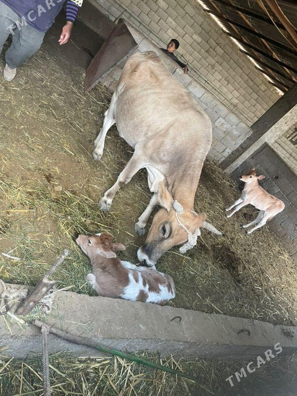 goleli sygyr - Bäherden - img 2