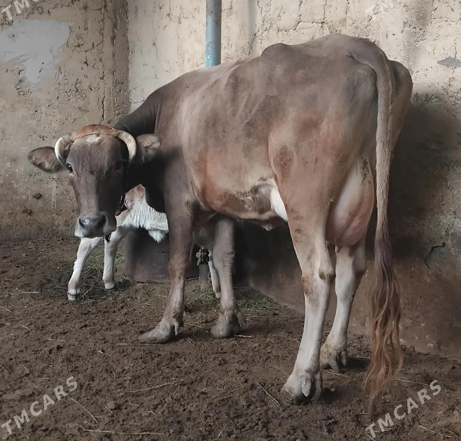 goleli sygyr - Гарадамак Шор - img 3