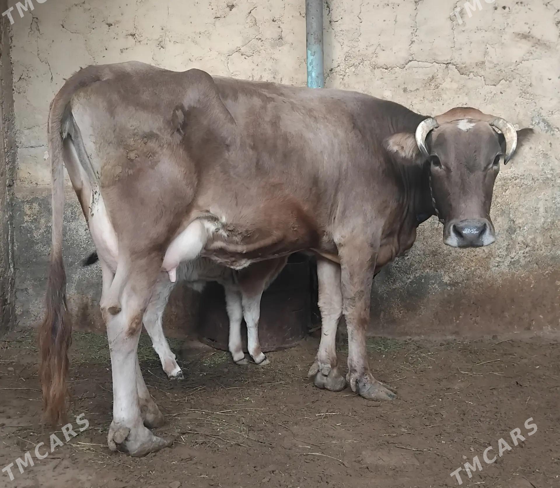 goleli sygyr - Гарадамак Шор - img 4