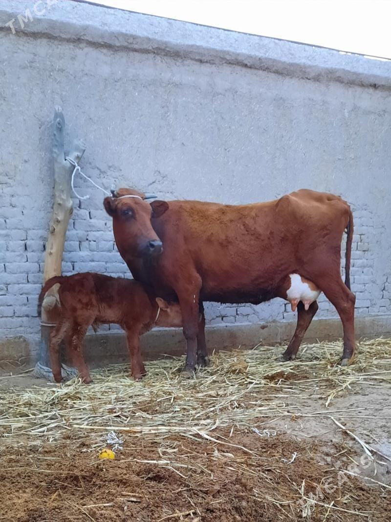 15.LIT SÜÝDLEK GÖLELI SYGYR - Daşoguz - img 2