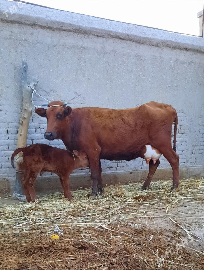 15.LIT SÜÝDLEK GÖLELI SYGYR - Daşoguz - img 6