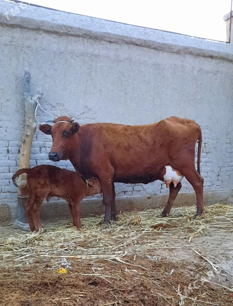 15.LIT SÜÝDLEK GÖLELI SYGYR - Daşoguz - img 4