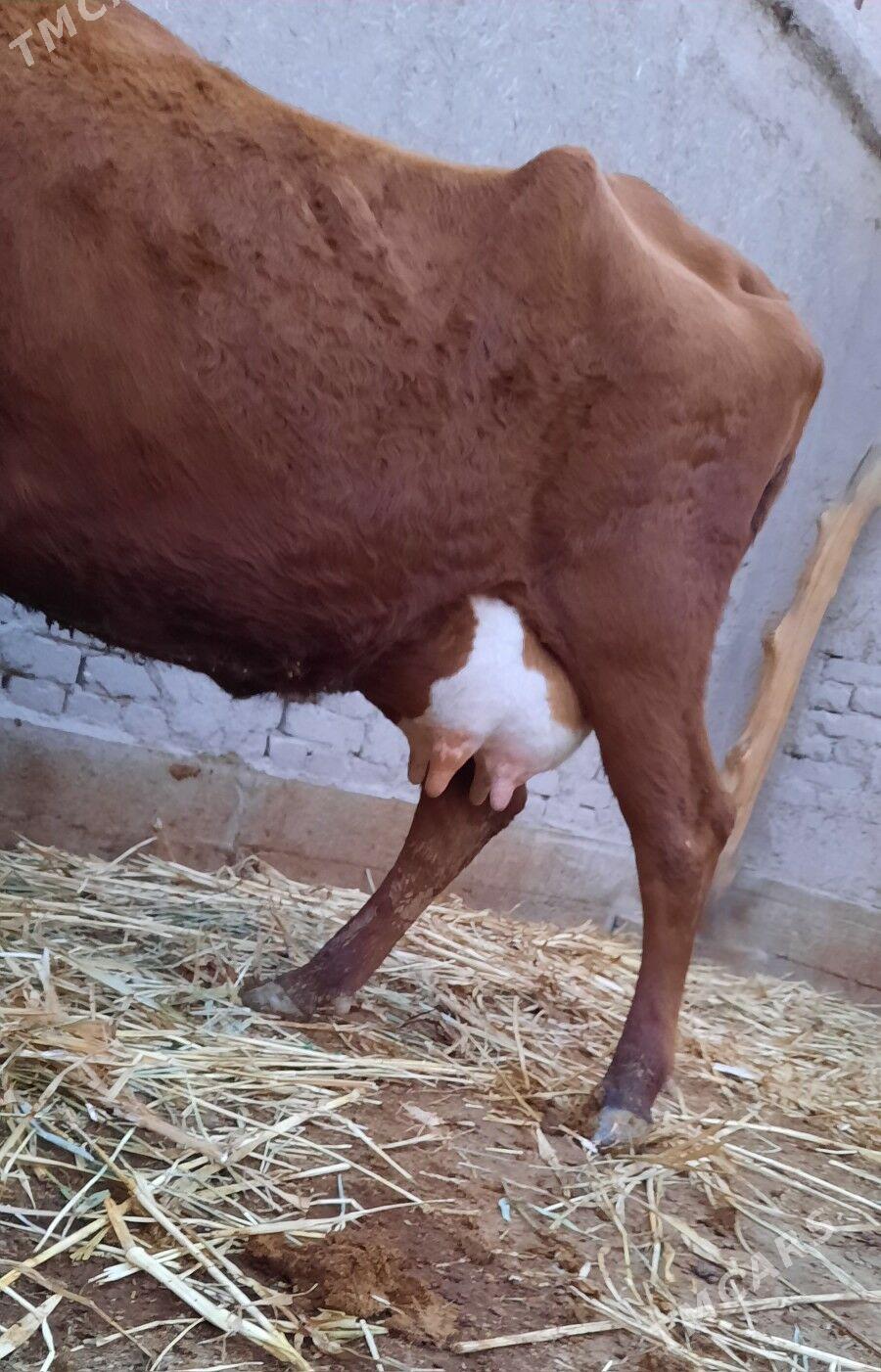 15.LIT SÜÝDLEK GÖLELI SYGYR - Daşoguz - img 5