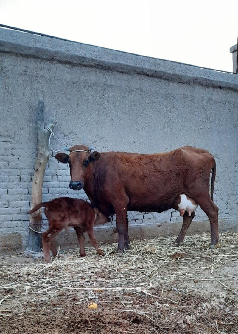 15.LIT SÜÝDLEK GÖLELI SYGYR - Daşoguz - img 3