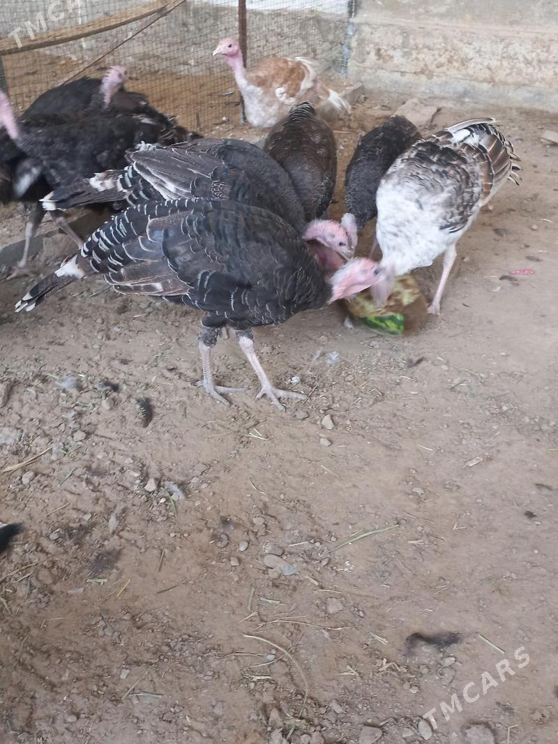 induk - Мары - img 1