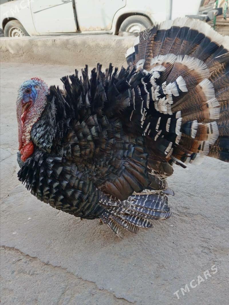 Induk - 11 мкр - img 2