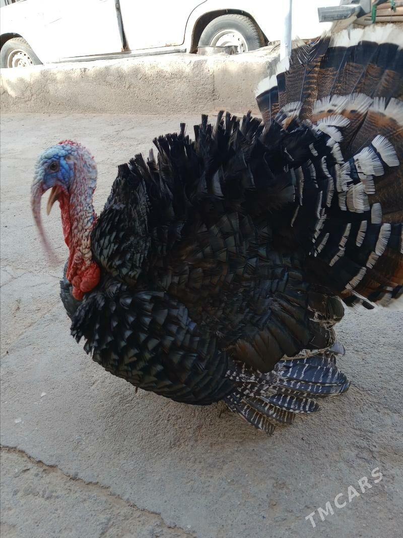 Induk - 11 мкр - img 3