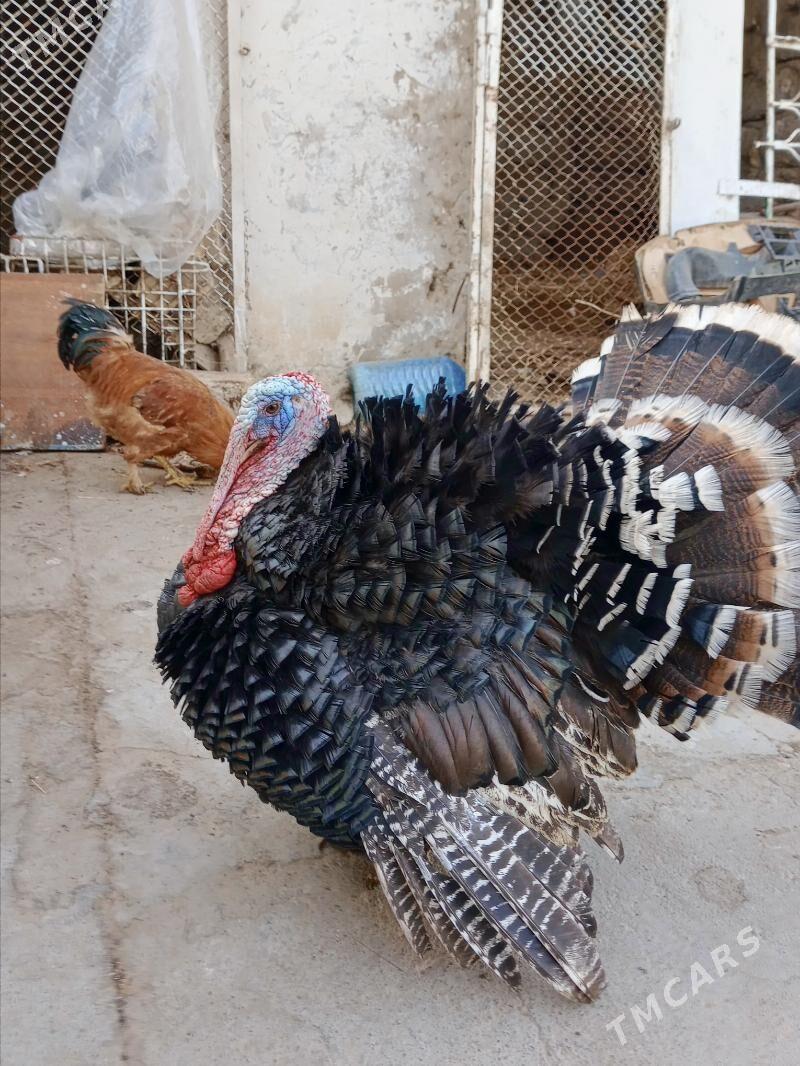 Induk - 11 мкр - img 4