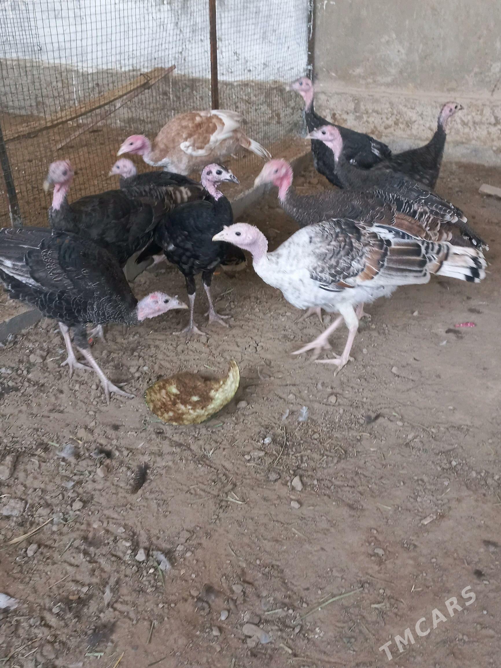 induk - Мары - img 2