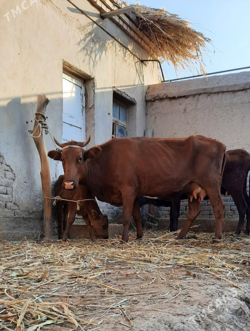 13.14.LIT.SÜÝDLEK GÖLELI SYGYR - Daşoguz - img 2