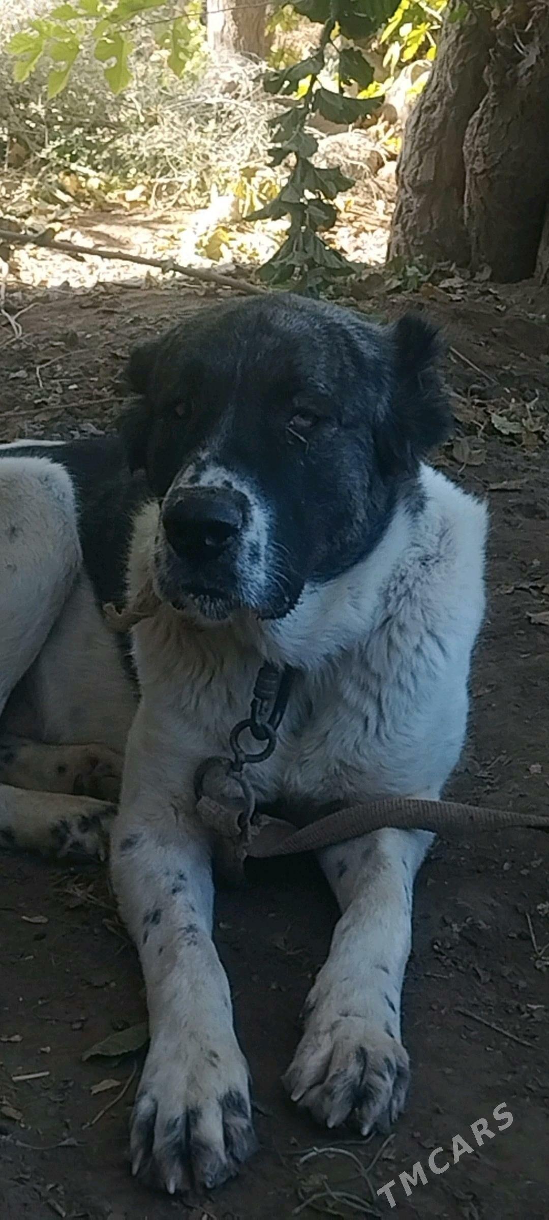 Baron - Саят - img 3