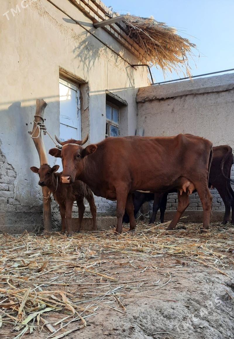 13.14.LIT.SÜÝDLEK GÖLELI SYGYR - Daşoguz - img 6