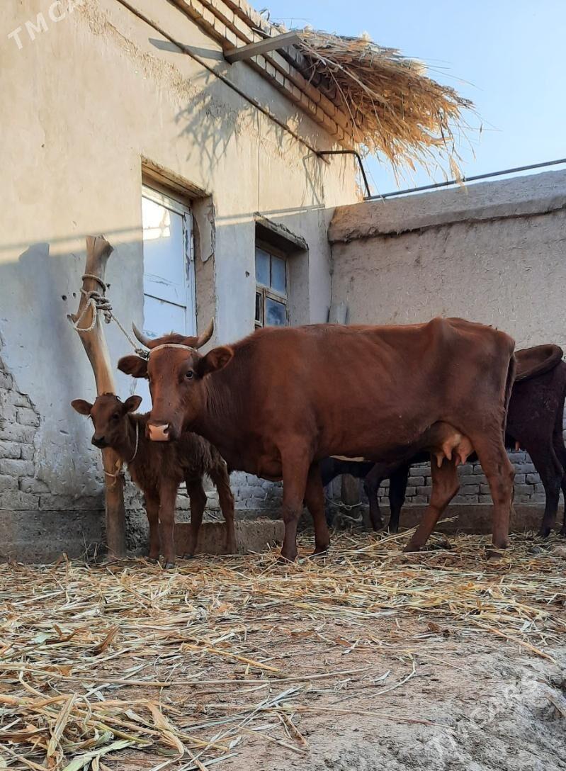 13.14.LIT.SÜÝDLEK GÖLELI SYGYR - Daşoguz - img 5